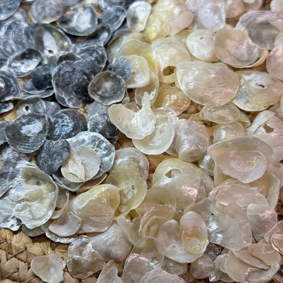REAL HAND PICKED FLORIDA JINGLE SHELLS SEASHELLS DIY CRAFTING CRAFTS MIXED LOT - Picture 12 of 16